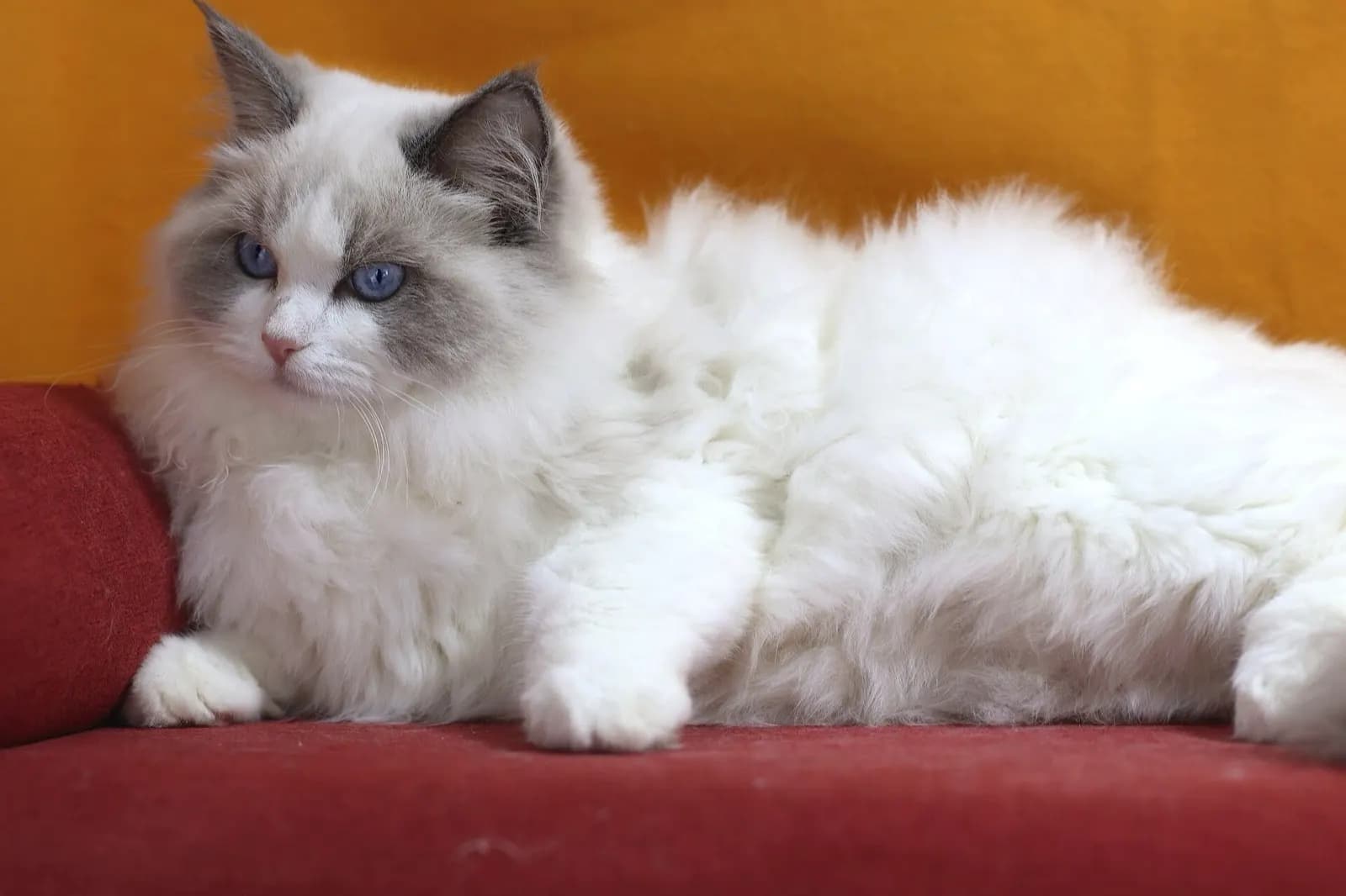 گربه رگدال بلو بای‌کالر با چشم‌های آبی دراز کشیده روی مبل قرمز