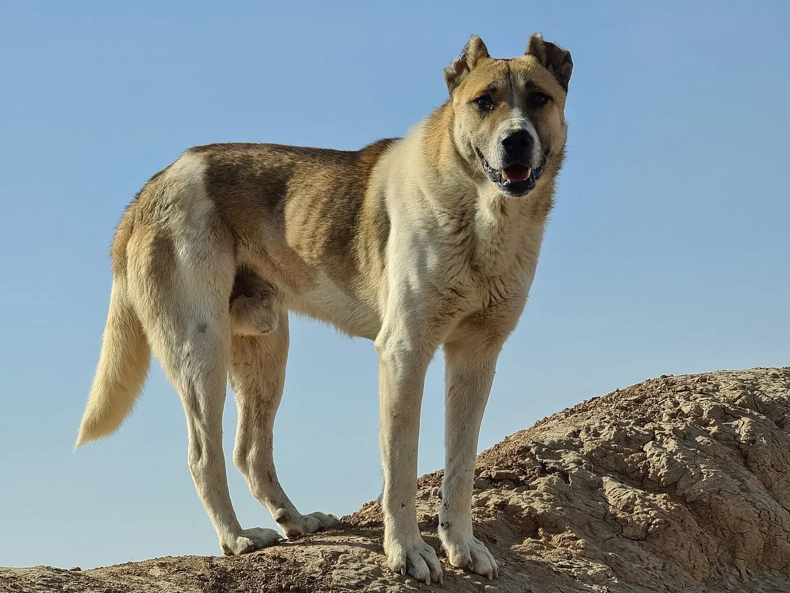 سگ سرابی (ماستیف ایرانی) حنایی ایستاده روی تپه خاکی زیر آسمان آبی در استان قم