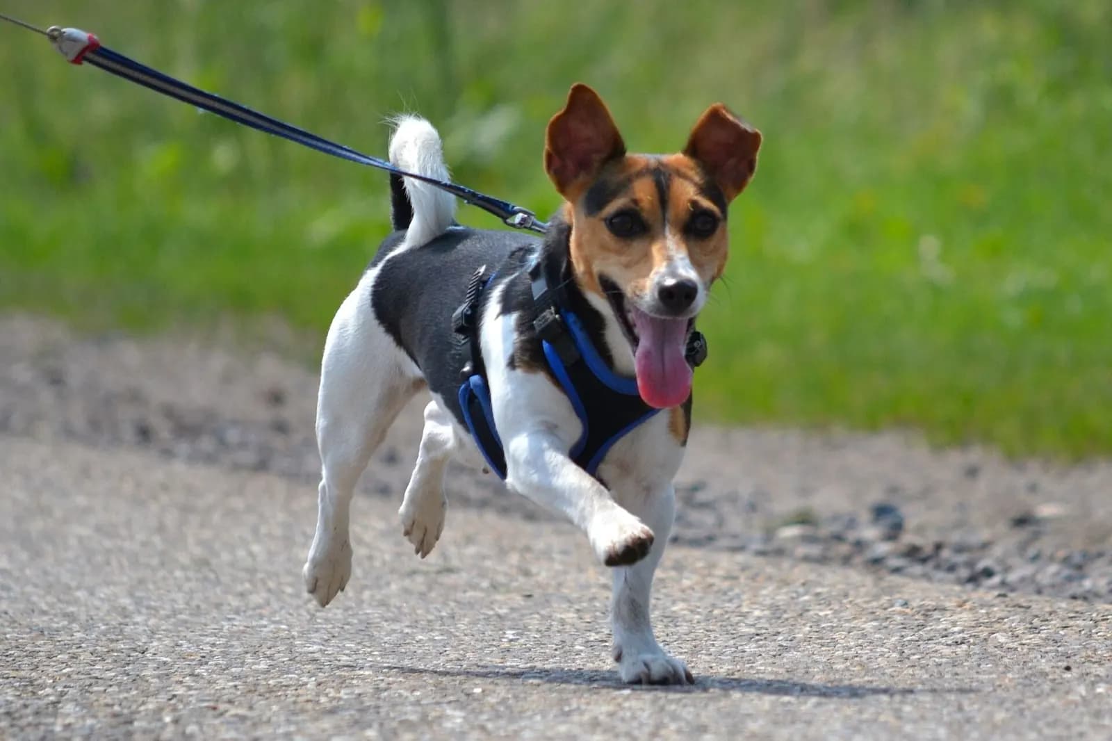 سگ جک راسل تریر سفید با سر قهوهای و مشکی در حال دویدن با قلاده