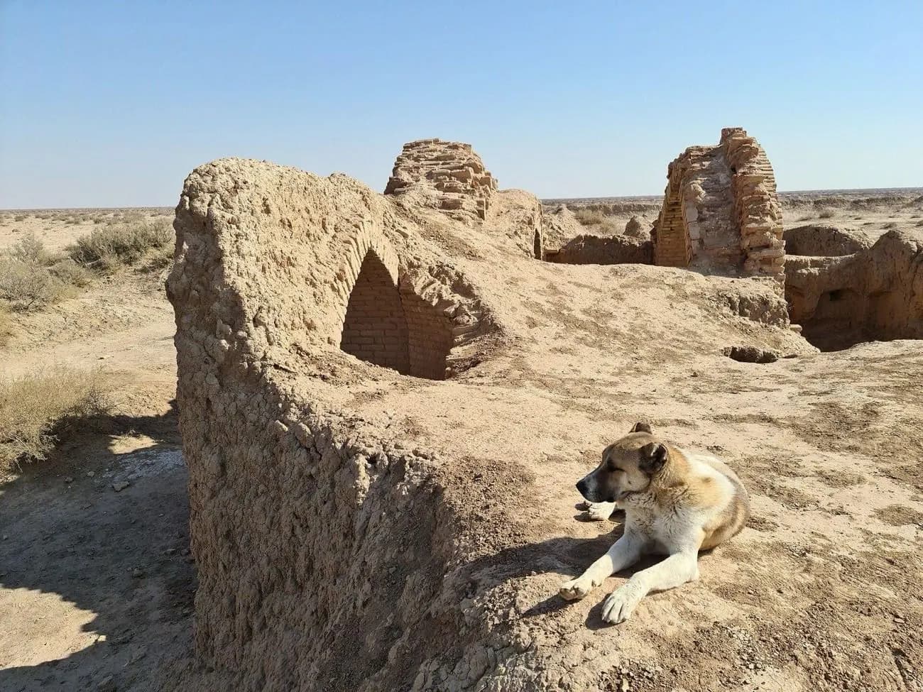 سگ سرابی کرمرنگ در حال استراحت کنار بقایای کاروانسرای خشتی در پارک ملی کویر